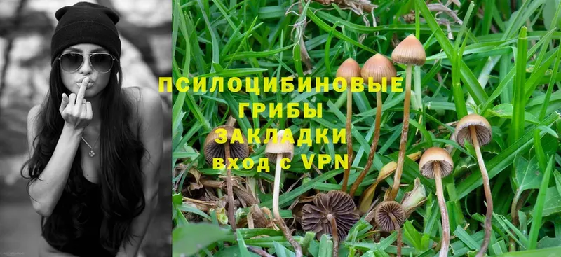 где купить наркоту  Старая Русса  Галлюциногенные грибы Psilocybe 