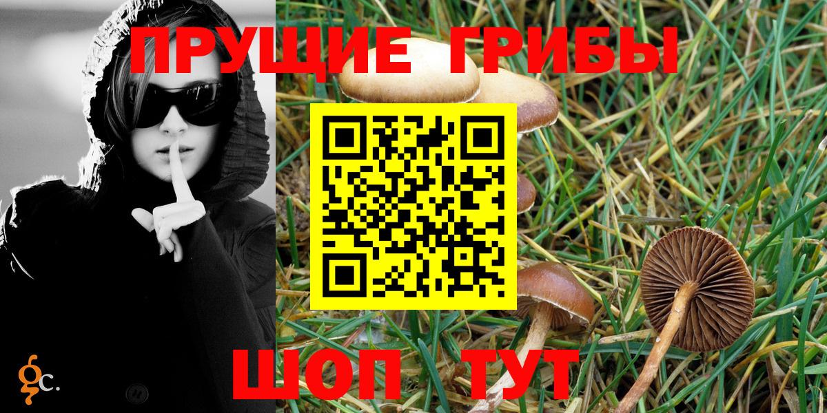 Галлюциногенные грибы Psilocybe  Старая Русса  Галлюциногенные грибы GOLDEN TEACHER 